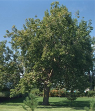 aspect de l'érable à giguère