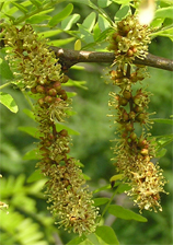 fleurs du févier épineux