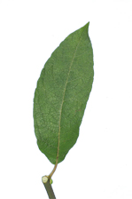 feuille de saule