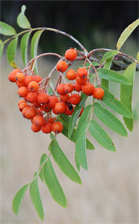 fruits des sorbiers